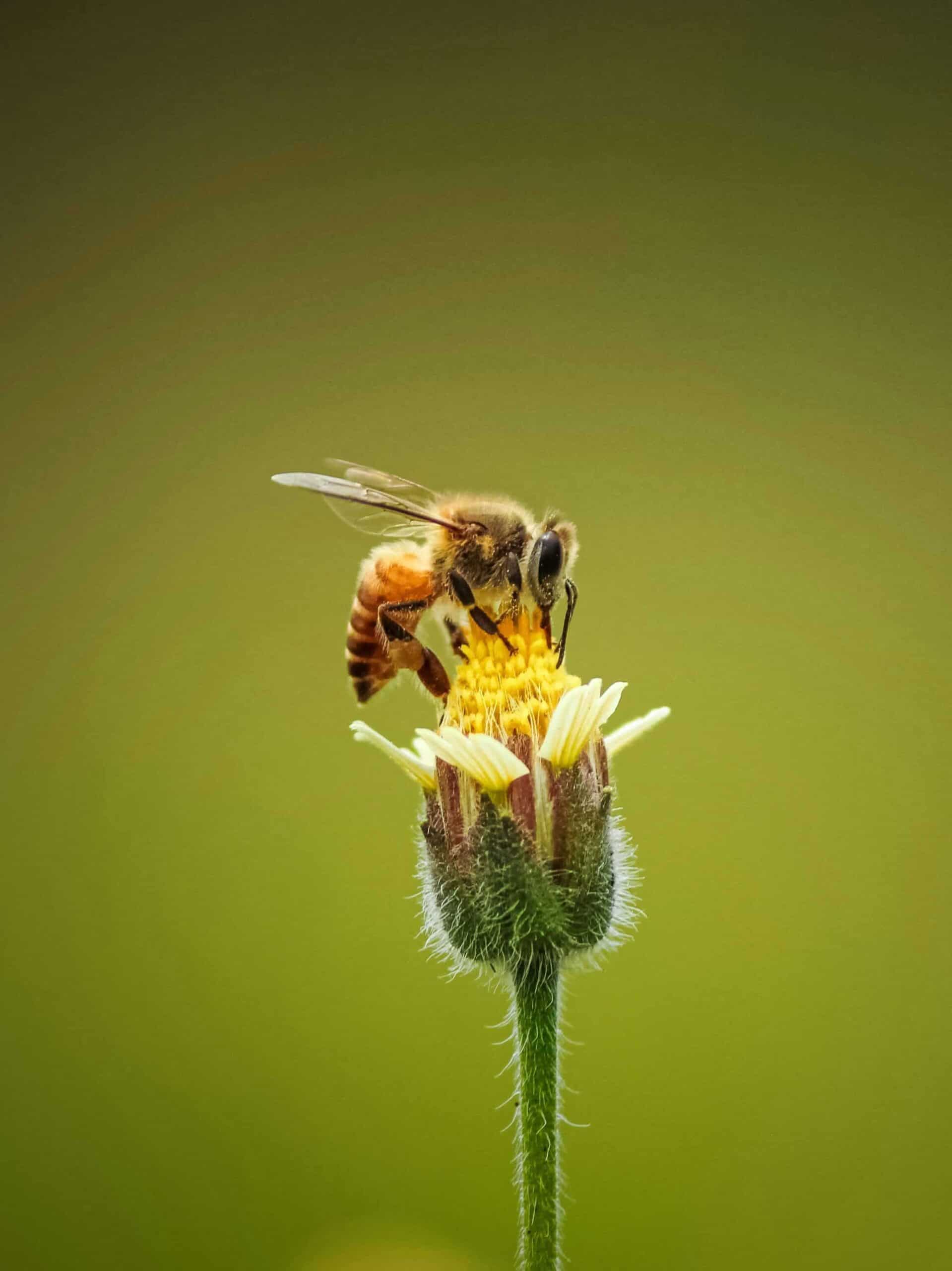 Honey bee perched on yellow flower