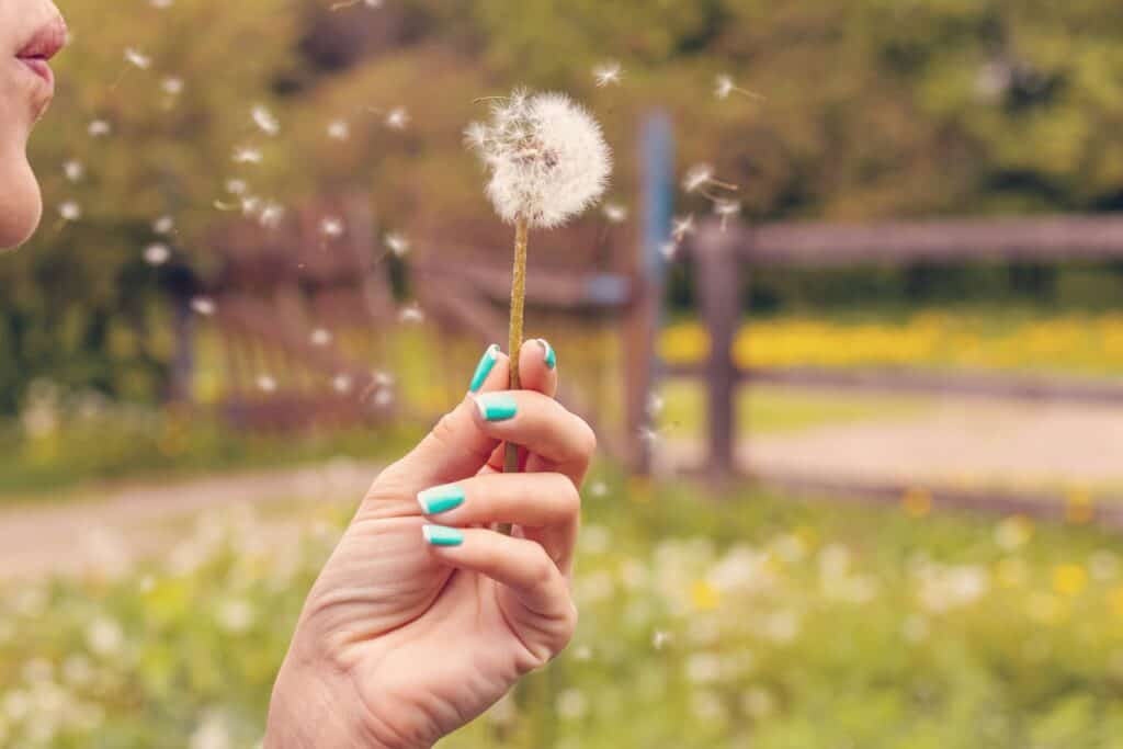 Hand holding dandelion with seeds blowing in the wind